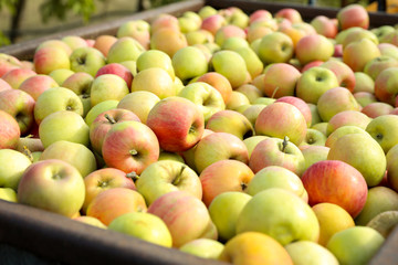 Fresh ripe juicy apples in crate outdoors