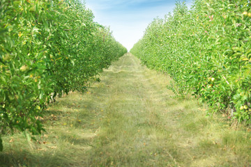 Beautiful view of apple orchard on sunny day