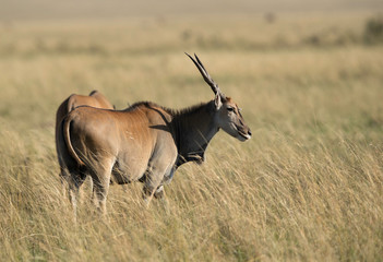 Eland antelopes at Masai Mara grassland, kenya