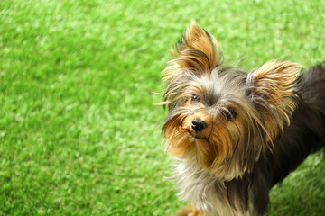 Naklejka na ściany i meble Adorable Yorkshire terrier on green grass, space for text. Cute dog