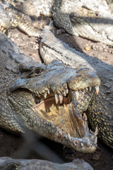 Fototapeta premium Close up of the head of a live crocodile with open mouth. Vertical view