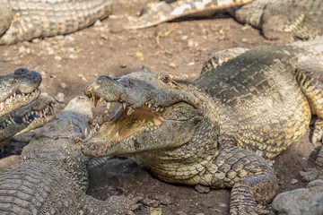 Beauty crocodile with open mouth on the shore. Close Up
