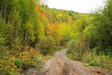 road and charming golden autumn in the mountain forest