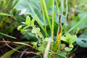 Kleine blaue Wiesenpflanze