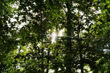 Fototapeta premium Die Sonne blinzelt durch die Bäume