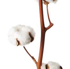 Beautiful fluffy cotton flowers on white background