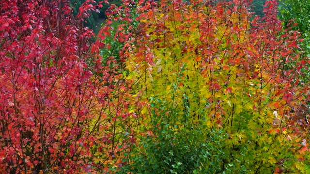 Autumn, MAPLE - ARCE, Spain, Europe