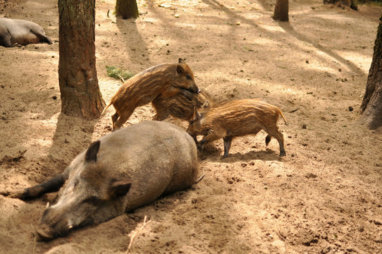 Wwild boars