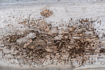 Holzstruktur verwittert
