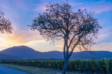Fototapeta na wymiar Wine route, France - 09 19 2019: On the road at sunset