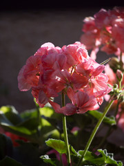 close up blooming pink geranium pelargonium flower head on dark bokeh background, selective focus