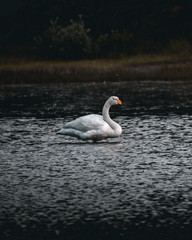swan on lake