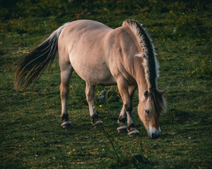 horse in the field