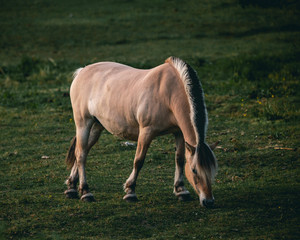 Obraz na płótnie Canvas norwegian horse