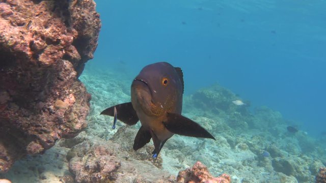 Midnight snapper (Macolor macularis) close up underwater. 4K stock video footage