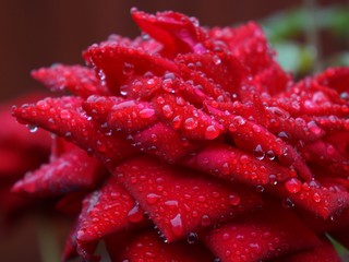 closeup of red flower with water drops of dew