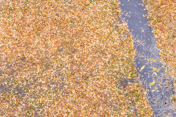Autumn courtyard view from the balcony