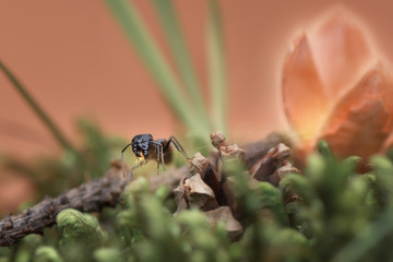 a small black forest ant with prey in its mouth walks home along the green grass orange summer sunset sun warms