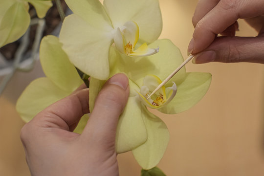 Orchids pollination