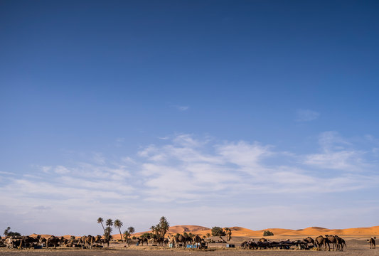 Beautiful landscape of palm trees and camels in the dunes of the desert of Morocco