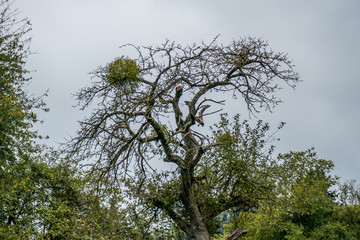 Misteln auf Baum