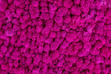 Pink decorative moss texture. Wall from moss background.