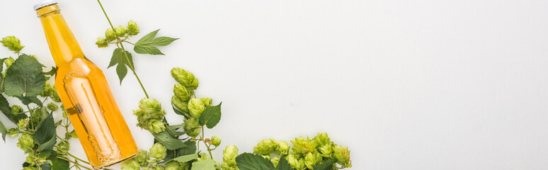 top view of yellow beer in bottle with green hop on white background, panoramic shot