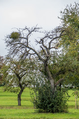 Fototapeta na wymiar Misteln auf Baum