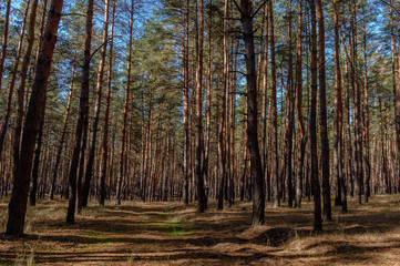 autumn forest on a sunny day