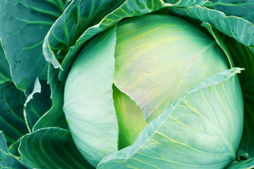 Obraz premium Head of fresh cabbage with a lot of leaves.