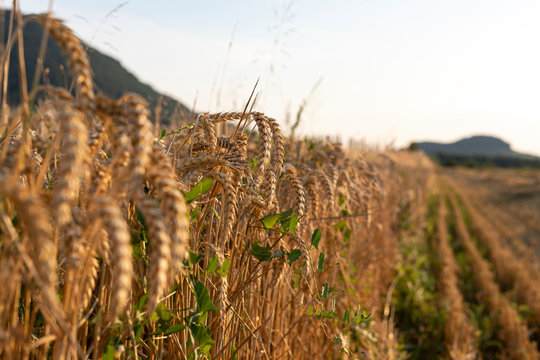 Wheat field