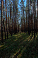 autumn forest on a sunny day