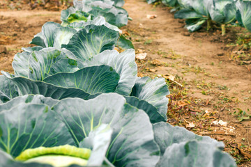 Young green head of cabbage in closeup