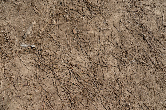 Fondo de suelo de tierra color marr&oacute;n con textura de arena y ac&iacute;culas ( pinocha )