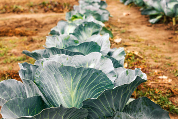 Young green head of cabbage in closeup