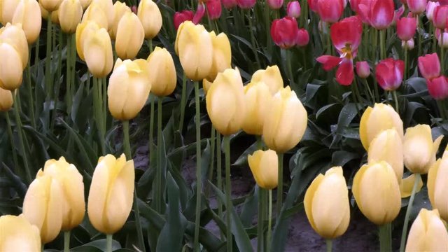 light yellow and pink tulips in a muddy feild