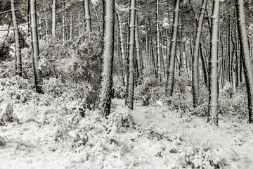 Winter fairy tale in the city park, snowy forest, white trees in the fluffy soft snow