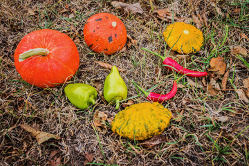 autumn harvest, still life with ripen pumpkin, apple, corn, dry grass and autumn leaves
