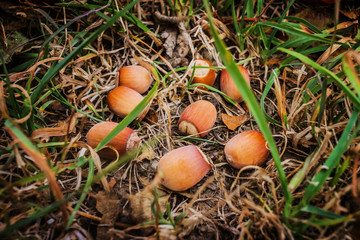 Hazelnuts in the grass closeup, background and texture