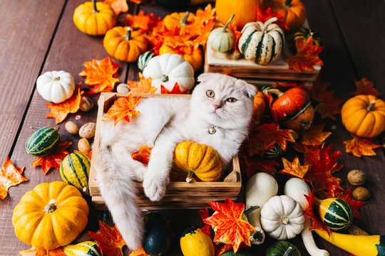 A Yellow baby British shorthair kitty with halloween pumpkins at brown autumn background