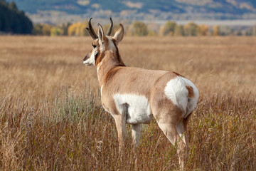 Pronghorn Antelope Buck in Autumn