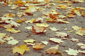 Autumn foliage. Dry yellow fallen leaves on the road.