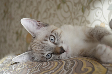 Lying cat.  Beautiful shorthair kitten with big light grey eyes, brown nose and light beige and gray tabby fur. Cute domestic pet, friendly animal