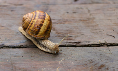 A snail on a wooden background went out for a walk