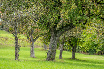 Fototapeta na wymiar Baumgrundstück im Herbst