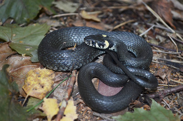 Black grass snake in autumn forest