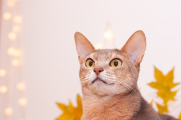 Cat home in white room with blank wall. Clean wall with light garland, yellow maple leasves. Abyssinian cat, sitting on bookshelf. Cozy white interior, autumn concept. Space for text, selective focus.