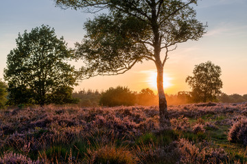 Birch silhouette between Heather at sunset near the city of Ermelo, NLD