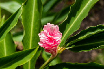 pink flower in the garden