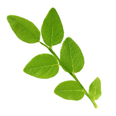 blueberry branch with leaves isolated on white background.